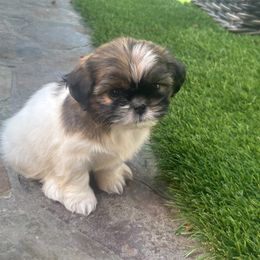 Shih Tzu Puppies from Shihtzu