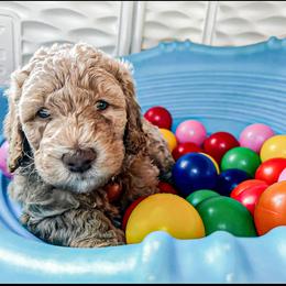 Goldendoodle Puppies from Lundee Doodles
