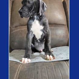 Boy 2 - Great Dane puppy in Gonzales, Louisiana from Anstatt House Of Danes