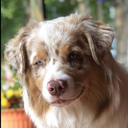 Emmy - Australian Shepherd