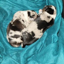 Australian Shepherd and Miniature Australian Shepherd Puppies from Hidden Leaf Aussies