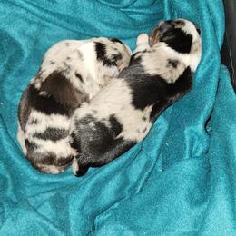 Australian Shepherd and Miniature Australian Shepherd Puppies from Hidden Leaf Aussies