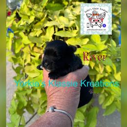 River - Parti male Yorkshire Terrier puppy in Dierks, Arkansas from Yorkie’s Klassie Kreations