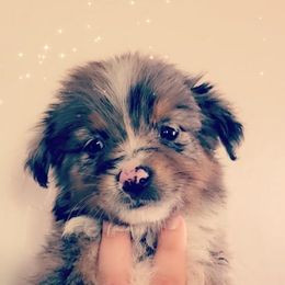 Australian Shepherd, Miniature American Shepherd, and Toy Australian Shepherd Puppies from Ahhmazing Aussies Arizona