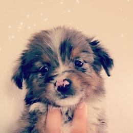 Australian Shepherd, Miniature American Shepherd, and Toy Australian Shepherd Puppies from Ahhmazing Aussies Arizona