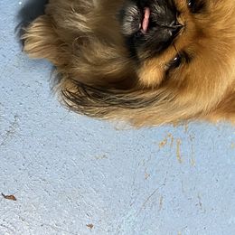 Cardigan Welsh Corgis and Pekingese from Patrick Ormos' Corgis and Pekingese
