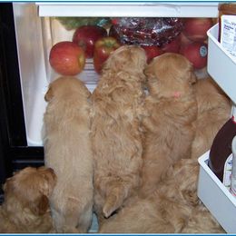 Goldendoodle Puppies from Suwanee Goldendoodles