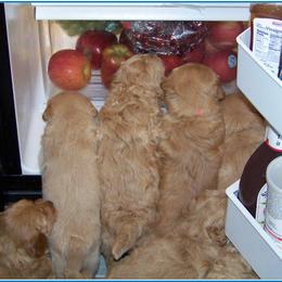 Goldendoodle Puppies from Suwanee Goldendoodles