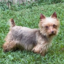 Jovie - Chocolate and tan female Yorkshire Terrier puppy in Lexington, North Carolina from Silver Valley Yorkies
