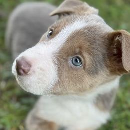Border Collie Puppies from Collie Wood Hills