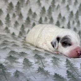 Opal - Blue merle and white female Sheepadoodle puppy in Tahlequah, Oklahoma from Mulberry Ridge Doodles