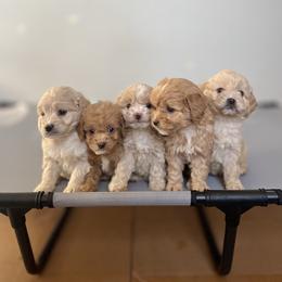 Cockapoo Puppies from East St. Poodles & Doodles
