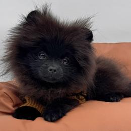 Bellamy - Black female Pomeranian puppy in Menifee, California from Petite Poms Of CA
