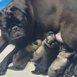 Pug Puppies from Carla's Pugs