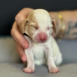 Black Collar - Red and white male Beagle puppy in Las Vegas, Nevada from Hound Kings