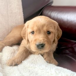 Companion Cross Puppies from Happy Tails Mini Goldens