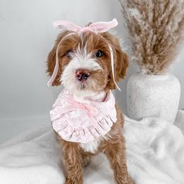 Capri - Goldendoodle