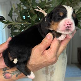 Diesel - Tri-color male Bernese Mountain Dog puppy in Yuciapa, California from AlltheDoodlez_