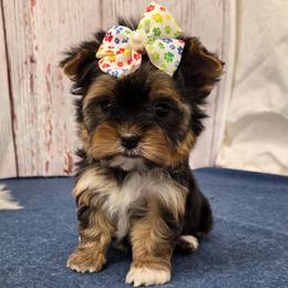 Chanel TEACUP - Black and tan female Yorkshire Terrier puppy in Monticello, Iowa from Ashley’s Puppies