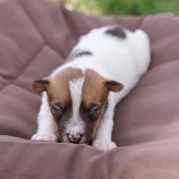 Cooper - Tan and white male Jack Russell Terrier puppy in West Bend, Iowa from Blue Skies Terriers
