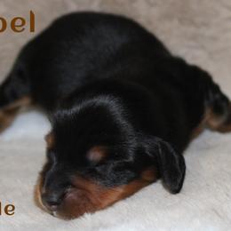 Rebel - Black and tan male Dachshund puppy in Paris, Texas from Kuttin’ Up Mini Aussies