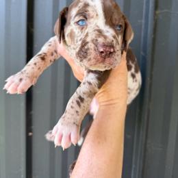 Males - Red merle male Catahoula Leopard Dog puppy in Manchester, Tennessee from Middle TN Leopard Catahoulas and Middle TN Bassett Hounds