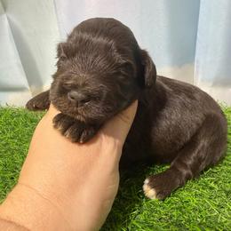 Wren - Liver female Miniature Schnauzer puppy in Lufkin, Texas from C&K’s Schnauzer House