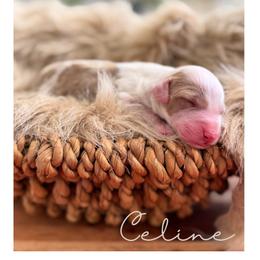 Celine - Parti female Goldendoodle puppy in Woodland Hills, Utah from The Fairy Paw Mother