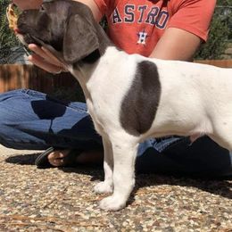 Boerboels and German Shorthaired Pointers from Sure Bet Kennels