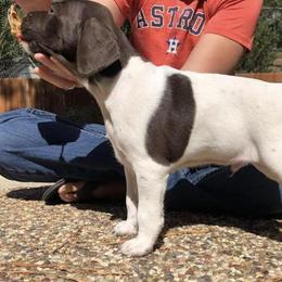 Boerboels and German Shorthaired Pointers from Sure Bet Kennels