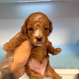 Aria - Apricot female Poodle puppy in Oak Lawn, Illinois from Pawfect Pets