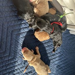 Goldendoodle and Poodle Puppies from Jaeckels Doodles