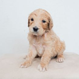 Colette - Cream female Goldendoodle puppy in Tucson, Arizona from Ever After Doodles Arizona