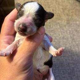 Male 2 - Parti male Miniature Schnauzer puppy in Plaucheville, Louisiana from Honey Doux Southern Paws