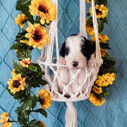 Kalispel (Kali) - White and black female Bordoodle puppy in Elizabeth City, North Carolina from Howdy Doodles