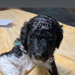 Poodle Puppies from DH Poodles
