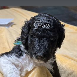 Poodle Puppies from DH Poodles