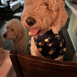 Goldendoodle Puppies from Casita Goldendoodles