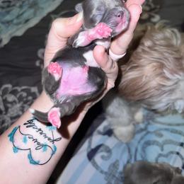 Shih Tzu Puppies from P&B Tzu Tribe