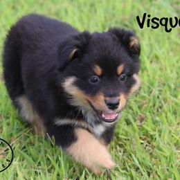 Visqueen - Black tri female Miniature Australian Shepherd puppy in Garden Plain, Kansas from Krazy K Aussies