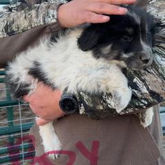 Cupid - Brindle male Colorado Mountain Dog puppy in Colorado Springs, Colorado from Sharp Guardians and Goldens