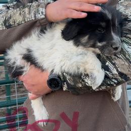 Cupid - Brindle male Colorado Mountain Dog puppy in Colorado Springs, Colorado from Sharp Guardians and Goldens