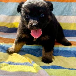 Boy 4 - Black tri male Miniature Australian Shepherd puppy in Lemon Cove, California from Magic Ranch Mini Aussies