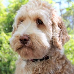 Lucy - Australian Labradoodle