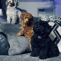 Maltipoo and Poodle Puppies from Little Toy Poodles