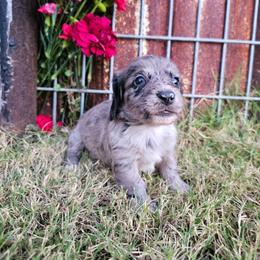 Levi - Dapple male Dachshund puppy in Florence, Arizona from Doxie Town Az