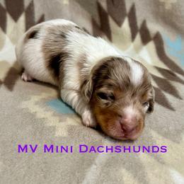 Rain - Dapple female Dachshund puppy in Carlsbad, Texas from MV Mini Dachshunds