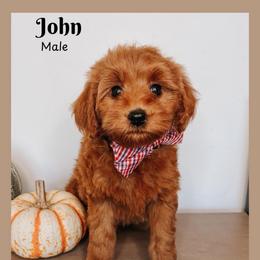 John - Red  male Goldendoodle puppy in Hilton, New York from The House of Goldendoodle