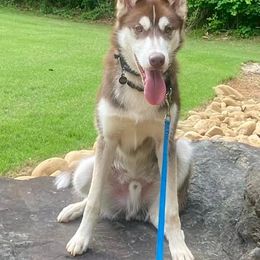 Siberian Huskies from Lumina