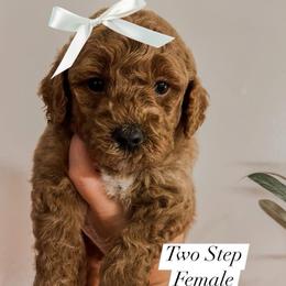 Two Step (Our Lone Star State litter) - Red  female Goldendoodle puppy in Hopkins County, Texas from Boutique Doodles